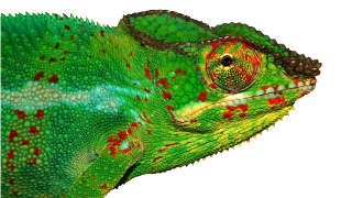 Chamäleon